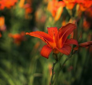 Close-up of red flower