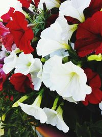 Close-up of red flower