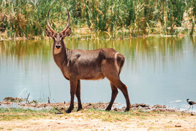 A lone waterbuck at lake jipe at tsavo west national park in kenya