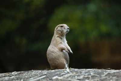 Meerkat sitting on rock