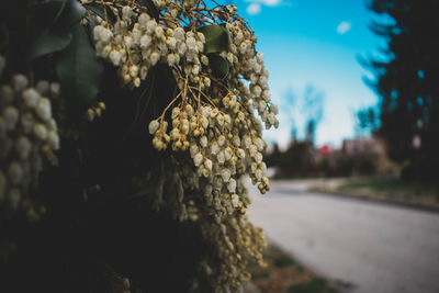 Close-up of a hanging white plant