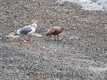 Ducks on sand at beach