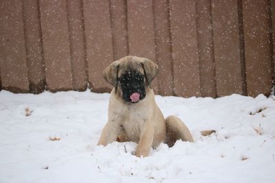 Dog on snow field during winter