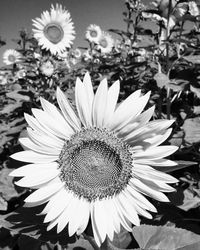 Close-up of daisy flowers