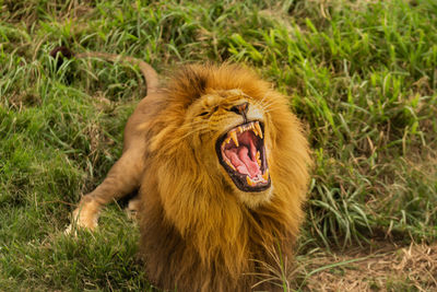 Lioness sitting on grassy field