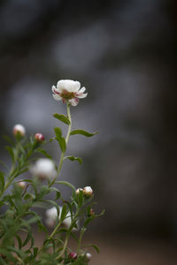 Close-up of flower against blurred background