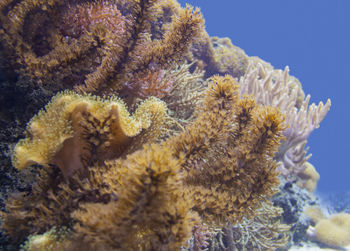 Close-up of fish underwater