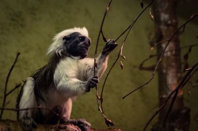 Full length of monkey sitting on branch while holding twigs