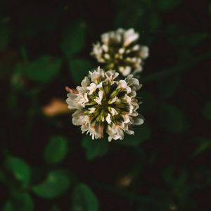 Close-up of white flowering plant