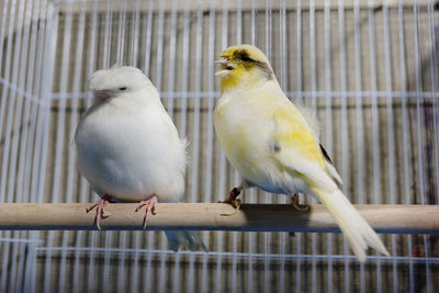 View of birds in cage