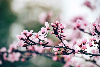 Close-up of pink flowers on branch