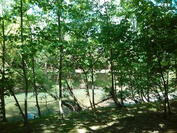 Trees in forest