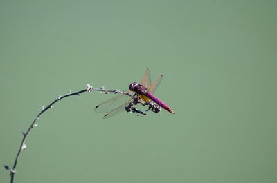 Close-up of spider