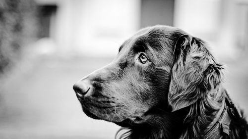 Close-up of dog looking away