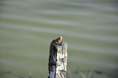 Close-up of bird perching on wooden post