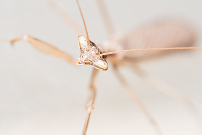 Close-up of insect