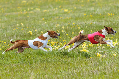 Basenji dogs in