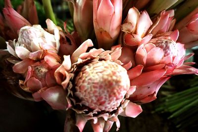 Close-up of pink flowers