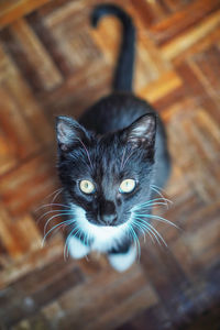 High angle portrait of a cat