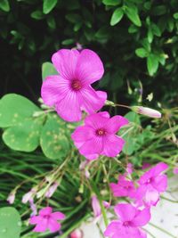 Close-up of pink flowers blooming outdoors