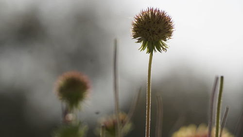 Close-up of thistle flowers on field