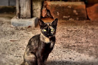 Close-up portrait of cat sitting outdoors