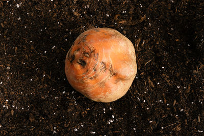 High angle view of a drink on field