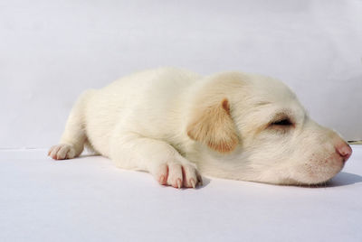 Close-up of puppy sleeping on white background
