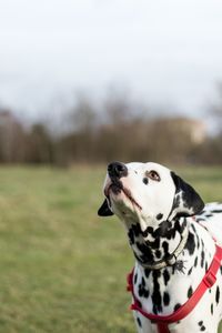 Close-up of dog on field