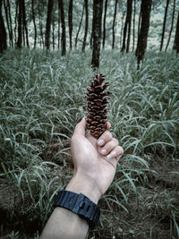 Midsection of person holding pine cone on field