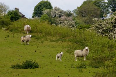 Sheep standing in a field