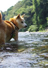 View of a dog looking away