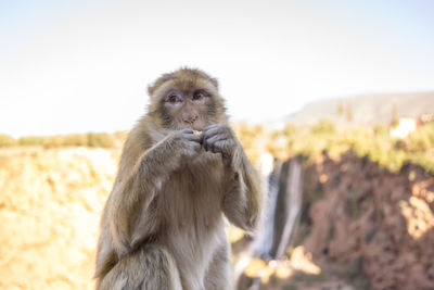 The barbary macaque, macaca sylvanus, barbary ape, magot in marocco