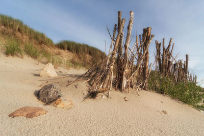 Dead tree on beach against sky