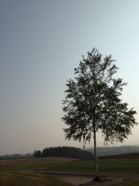 Tree on field against clear sky