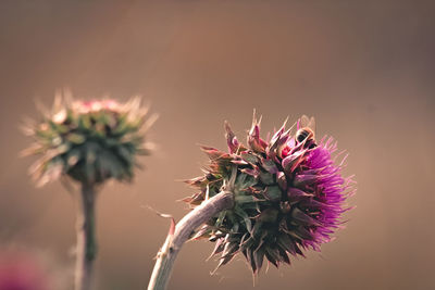 Close-up of plant