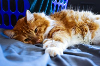 Close-up of cat resting on bed