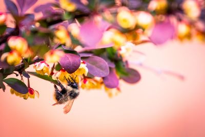 Close-up of flowers against blurred background