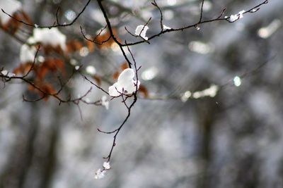 Low angle view of cherry blossom on branch