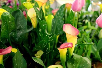 Close-up of pink flowers blooming outdoors