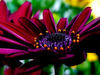 Close-up of purple flower