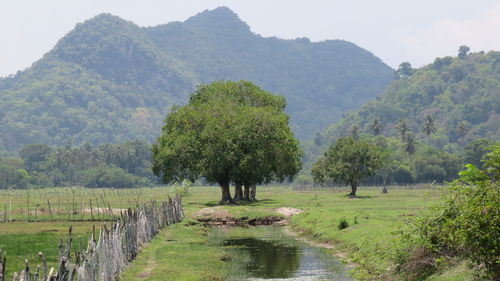 Scenic view of trees on field