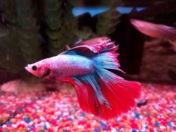 Close-up of fish swimming in aquarium