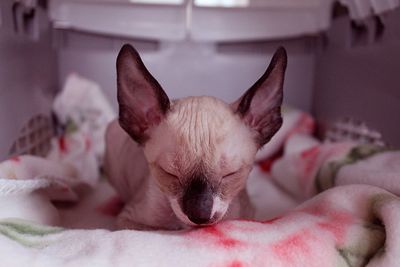 Cornish rex kitten 