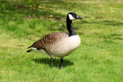 Close-up of goose on grassy field