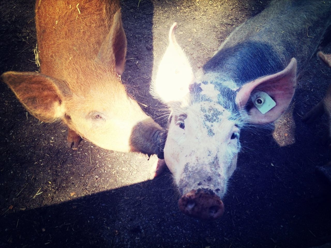 domestic animals, animal themes, mammal, dog, pets, one animal, two animals, high angle view, indoors, sunlight, lying down, togetherness, livestock, animal head, portrait, relaxation, standing, day, shadow