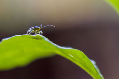 Close-up of insect on plant