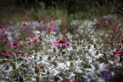 Close-up of white flowers