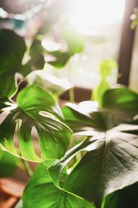 Close-up of green leaves on plant