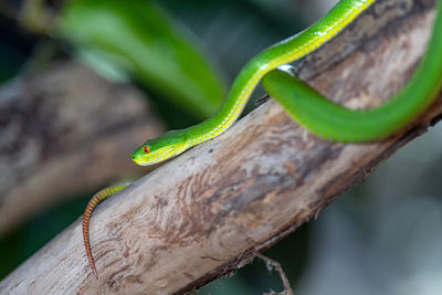 Close-up of green snake